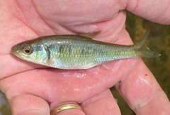 Luxilus chrysocephalus