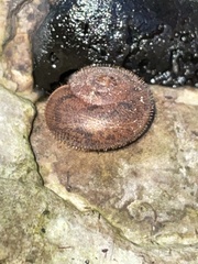 Austrochloritis metuenda