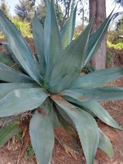 Agave atrovirens