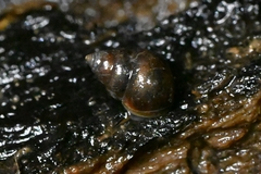 Assimineidae