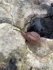 Austrochloritis metuenda