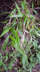 Ischaemum koleostachys