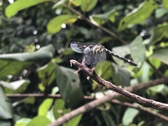 Libellulidae