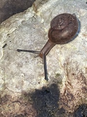 Austrochloritis metuenda