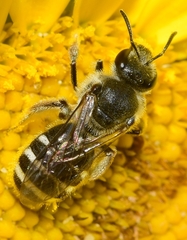 Lasioglossum