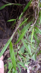 Ischaemum koleostachys