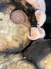 Austrochloritis metuenda