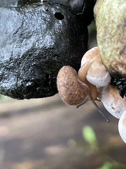 Austrochloritis metuenda