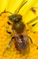 Osmia