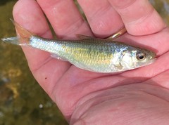 Luxilus chrysocephalus