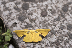 Corymica spatiosa