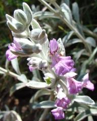 Stachys rugosa