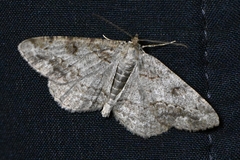 Hypomecis punctinalis