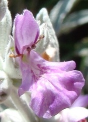 Stachys rugosa