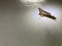 Chiasmia monticolaria