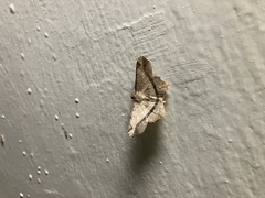 Chiasmia monticolaria