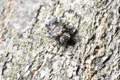 Psocetae