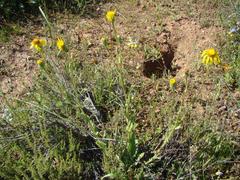 Senecio erosus