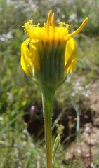 Senecio erosus