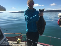 Hippoglossus stenolepis