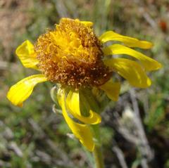 Senecio erosus