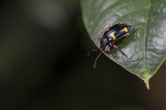Eumorphus quadriguttatus pulchripes