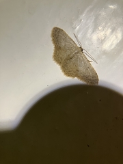 Idaea ptyonopoda