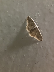 Idaea ptyonopoda