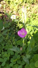 Oenothera rosea