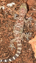 Hemidactylus turcicus