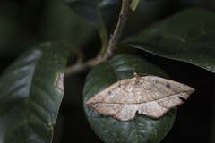Entomopteryx rubridisca