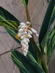 Alpinia uraiensis