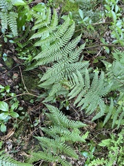 Dryopteris bissetiana