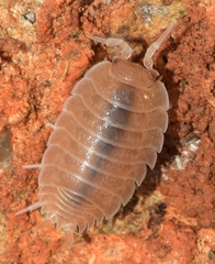 Lucasius andalusicus