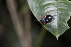 Eumorphus quadriguttatus pulchripes