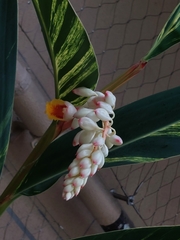 Alpinia uraiensis