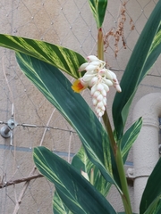 Alpinia uraiensis