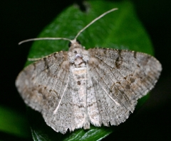 Hypomecis punctinalis