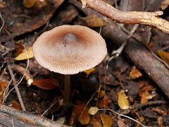 Entoloma aromaticum