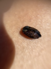 Xenostrobus neozelanicus