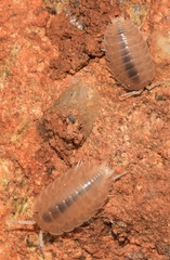 Lucasius andalusicus