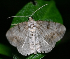 Hypomecis punctinalis