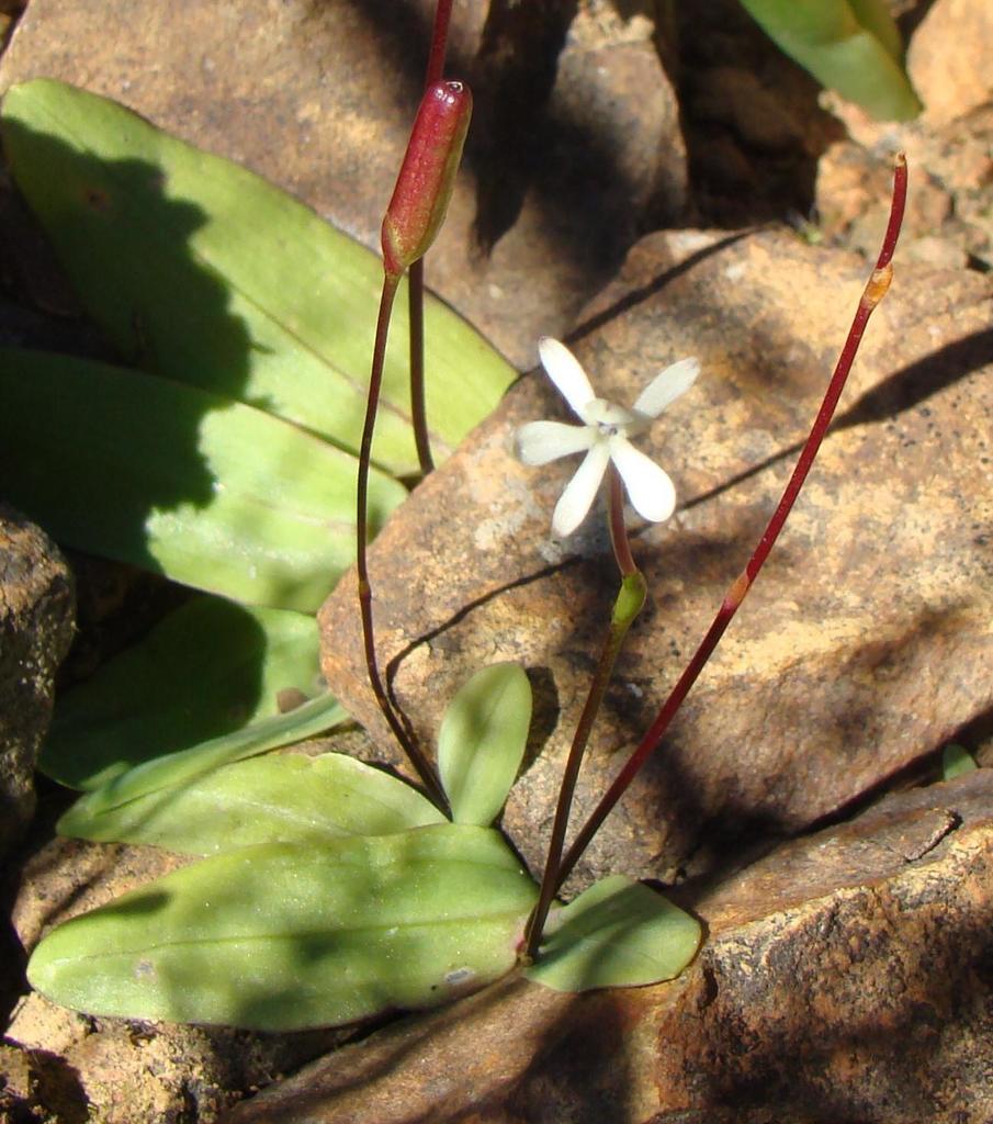 Common Fairypipe
