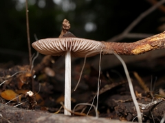 Entoloma aromaticum