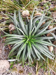 Celmisia major brevis