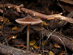 Entoloma aromaticum