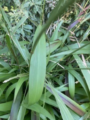 Setaria megaphylla