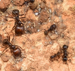 Messor barbarus