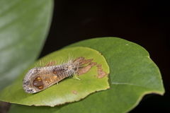 Pilipectus prunifera