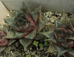 Echeveria purpusorum